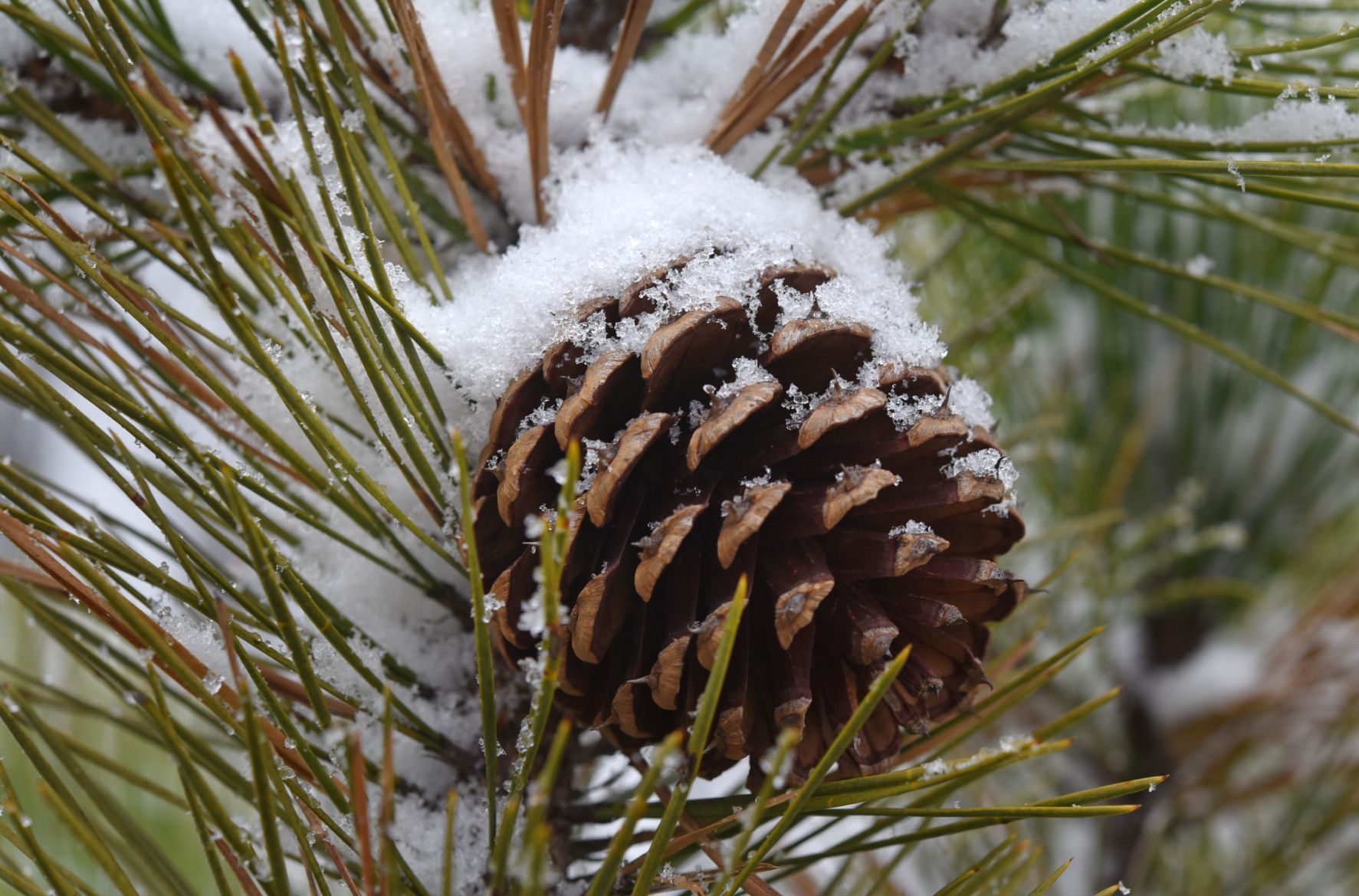 Snow at Pilot Mountain